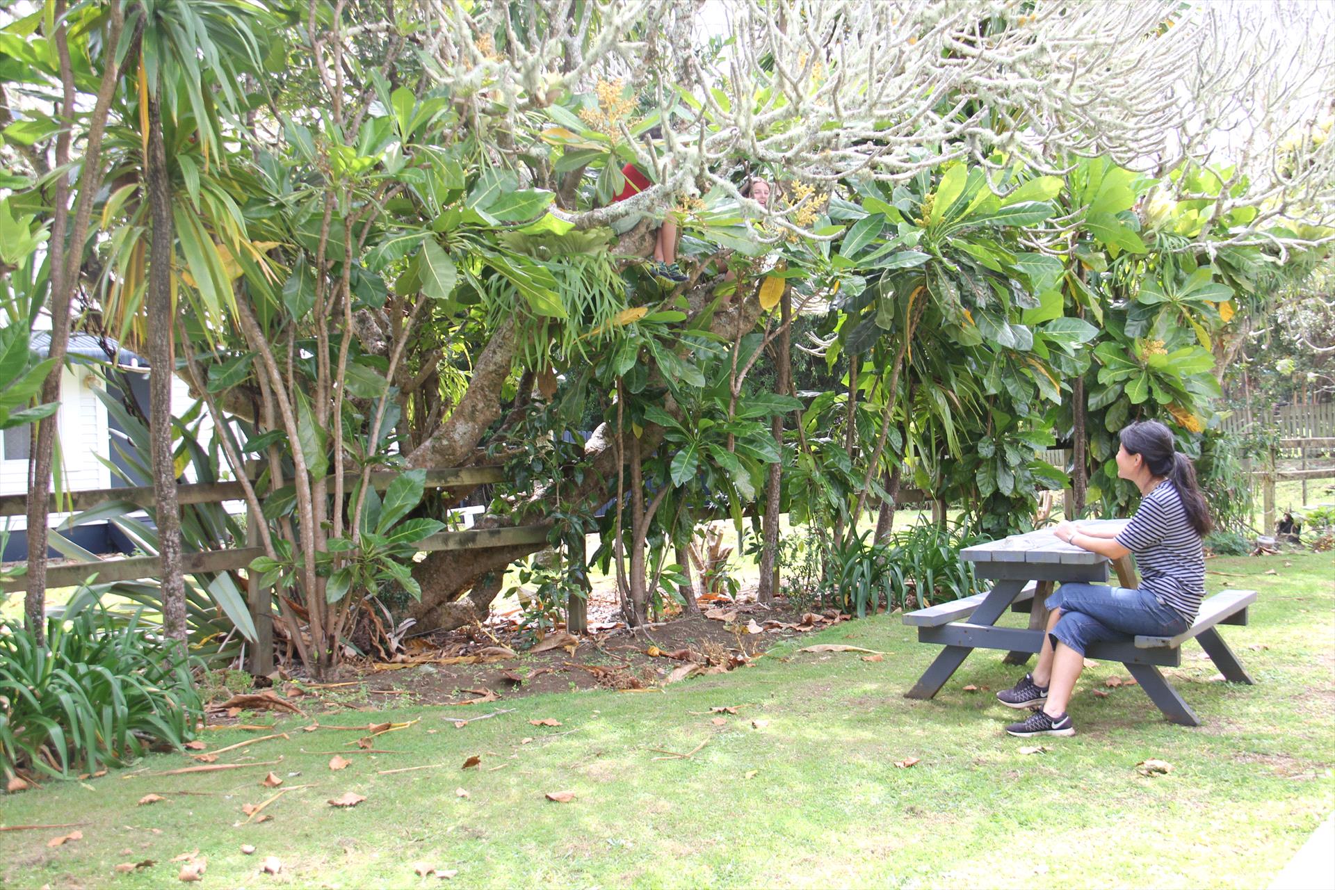 Shaded garden picnic area beneath tropical trees